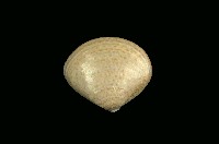 藏品(普通文蛤)的圖片